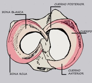 Menisco 04_desde arriba
